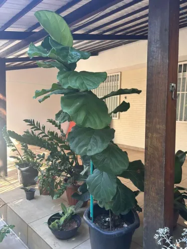 Planta figo grande
