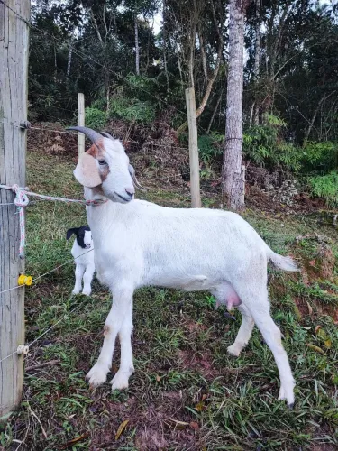 Cabra cabrita Saanen com Bôer filhote fêmea no pé