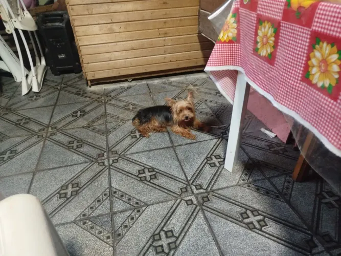 Cachorrinho yorkshire macho