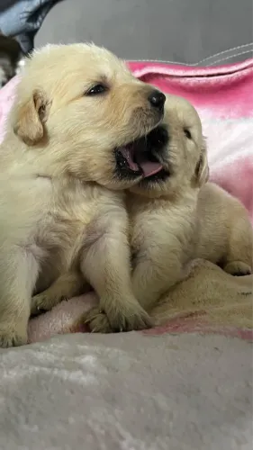 Golden Retriever lindos filhotes disponíveis agora