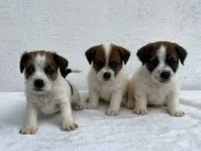 JACK RUSSELL Pequeno explorador cheio de curiosidade.