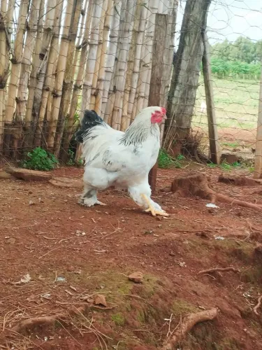 Frango Brahama