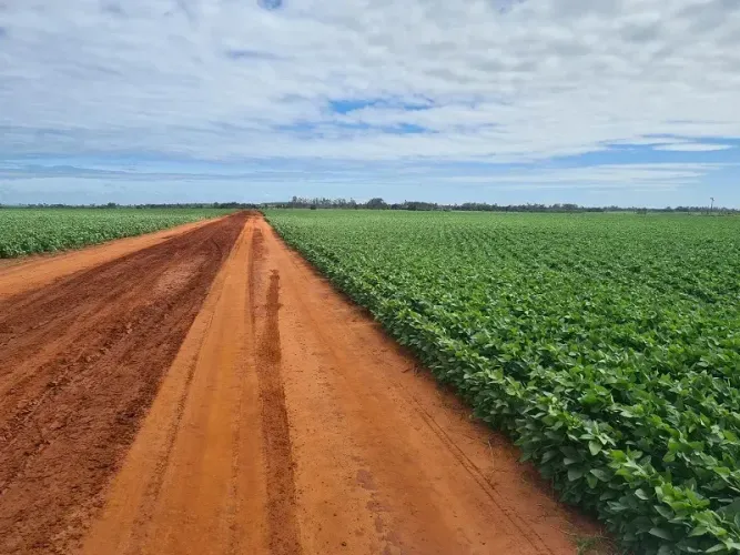 PRAZO DE PGTO = 08 ANOS - SOJA - Área Rural 230 Alqueires