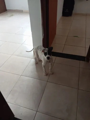 Vendi filhote de Pitbull com 90 dias obs só vou vende pq estou mudando para  um  apt.apt