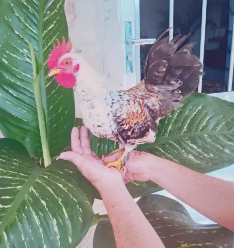 Frango Nagasaki