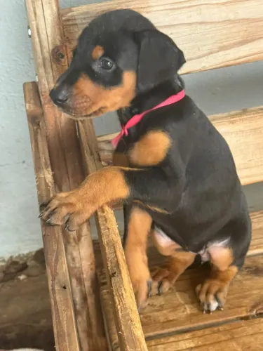 filhote de DOBERMAN FÊMEA