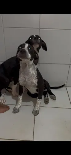 Filhotes pitmonster 