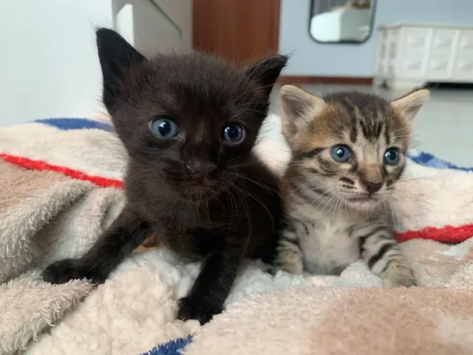 Doação responsável - gatinhos filhotes