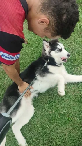 Husky siberiano
