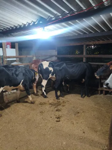 Vacas