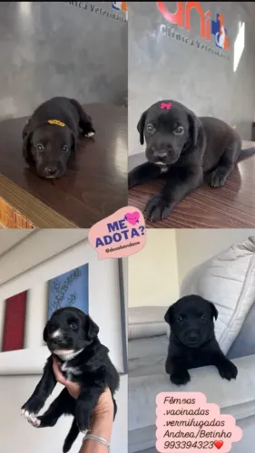 Cachorro Doação Filhotes Fêmeas 40 dias / Vacinadas