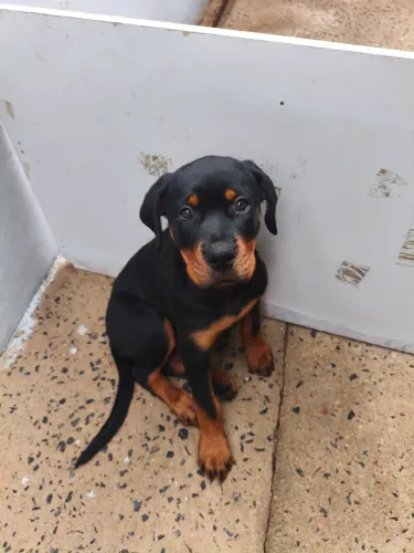 Vende se  uma filhote de rottweiler puros cabeça de touro 