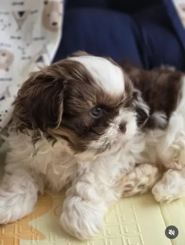 Shih Tzu