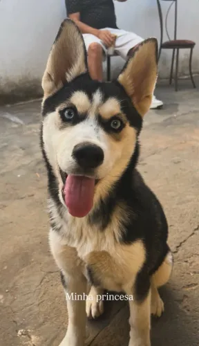 Husky Fêmea