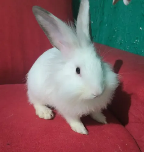 Doa-se um coelhinho ..... mansinho e fofinho