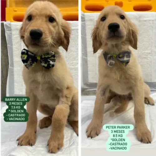 Golden para adoção