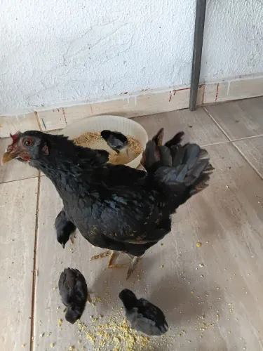 Vendo uma galinha garnisé e Sete pintinhos garnisé tudo vacinados
