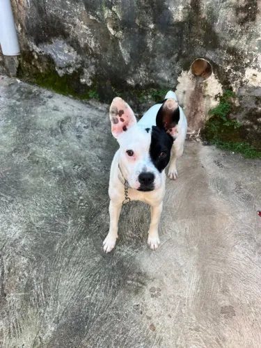 DOA SE BULDOGUE 1 ANO TODAS VACINAS OK