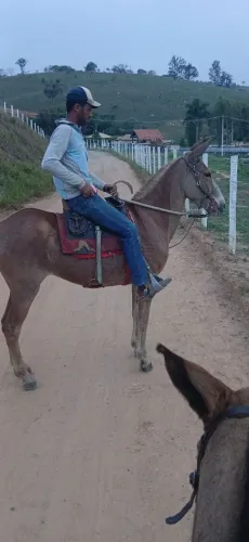 Mula grande mancinha 