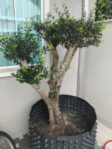 Oliveira para decoração ou para paisagismo.