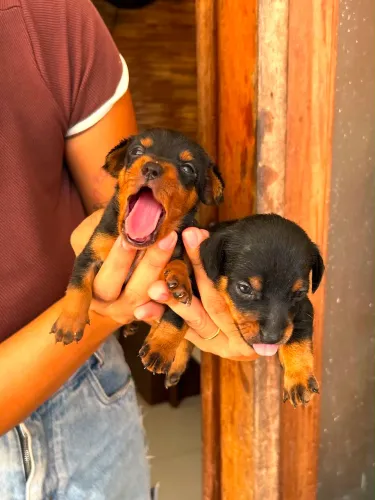 Cachorro Pincher N1º (fêmea e macho)