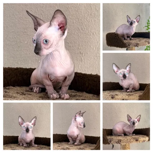 Mine Sphynx Bambina Fêmea um Bibelô