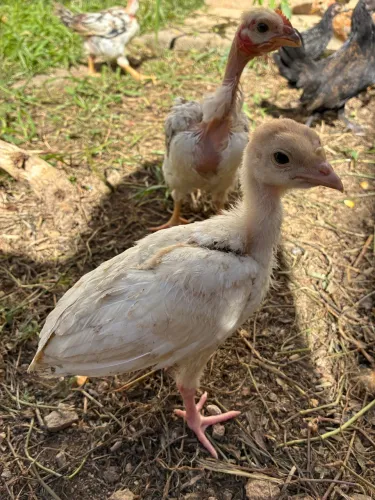 Pintinhos de Peru