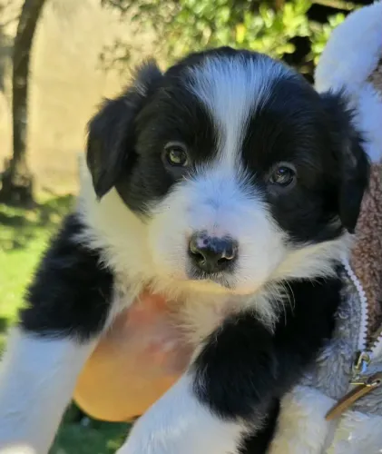 Filhote de Border Collie em Nova Friburgo