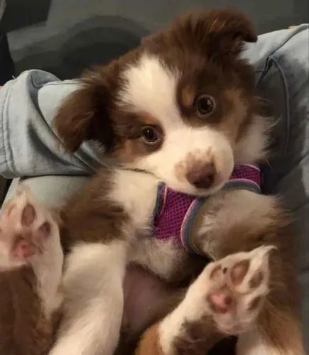 Border collie !! Filhotes carinhosos e inteligentes 