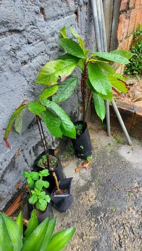 Mudas de cupuaçu Rio Preto da Eva