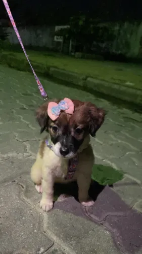 Doação de cachorra fêmea filhote 