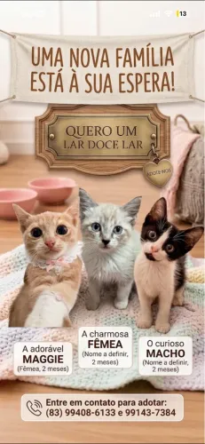 Gatinhos para adoção 