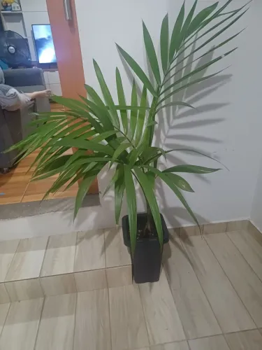 Vaso de plástico com planta acaizeiro 