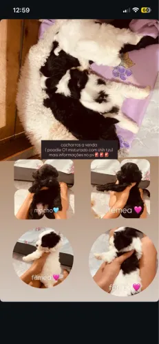 filhote de cachorro 
