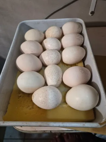Ovos de Ganso e Perua