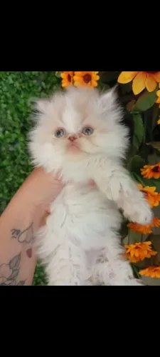 Filhote de gato persa