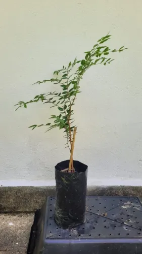 Mudas de cambui laranja