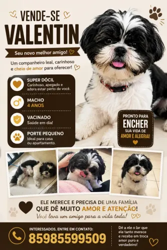 Cachorro Shih Tzu