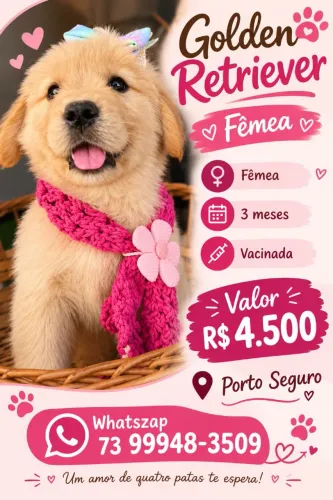 Golden retrivier