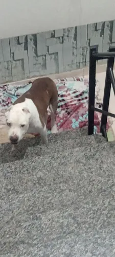 Cachorro 