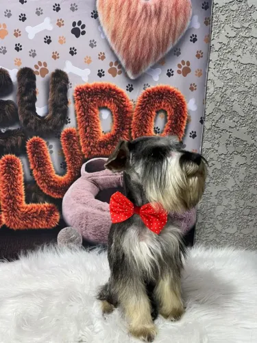Schnauzer vacinados e desverminados 