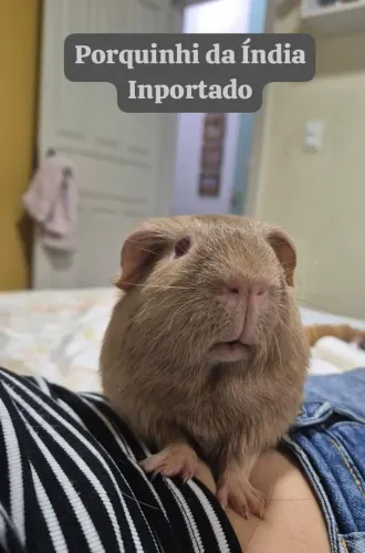 Porquinho da Índia Importado