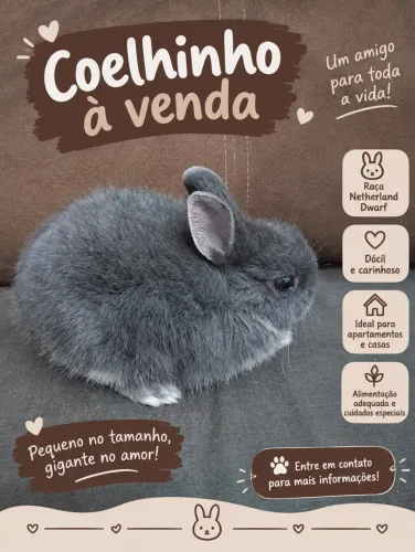 Mini coelho da raça netherland dwarf 