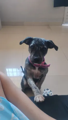 Doaçao de cachorro 