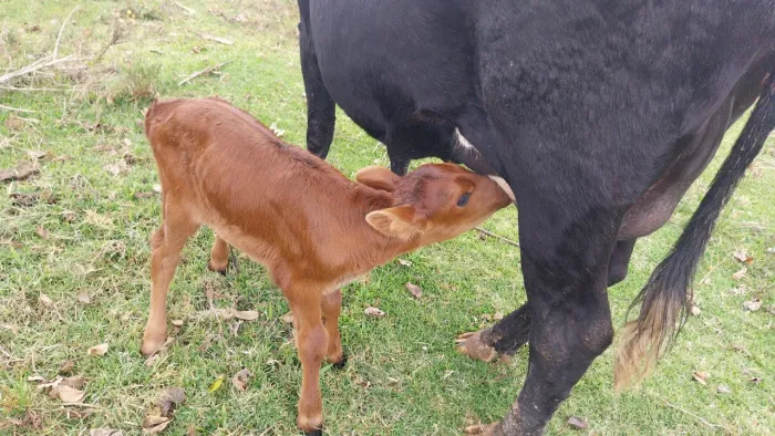 Vaca com bezerra 
