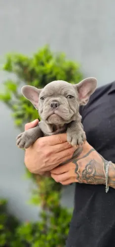 Buldogue Francês exótico
