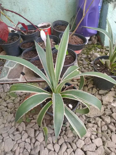 Planta Piteira do Caribe