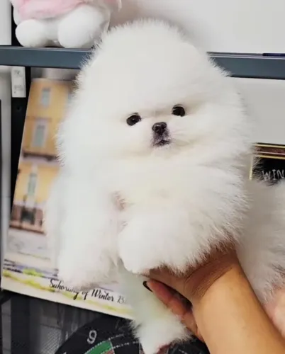 Cachorro Lulu da Pomerania encanto ideal para alguemespecial