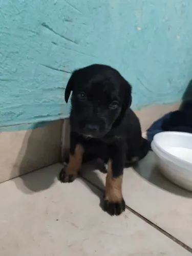 Cachorrinho femea