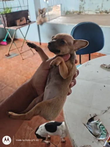 Vendo filhotes fêmea de Pincher com chihuahua